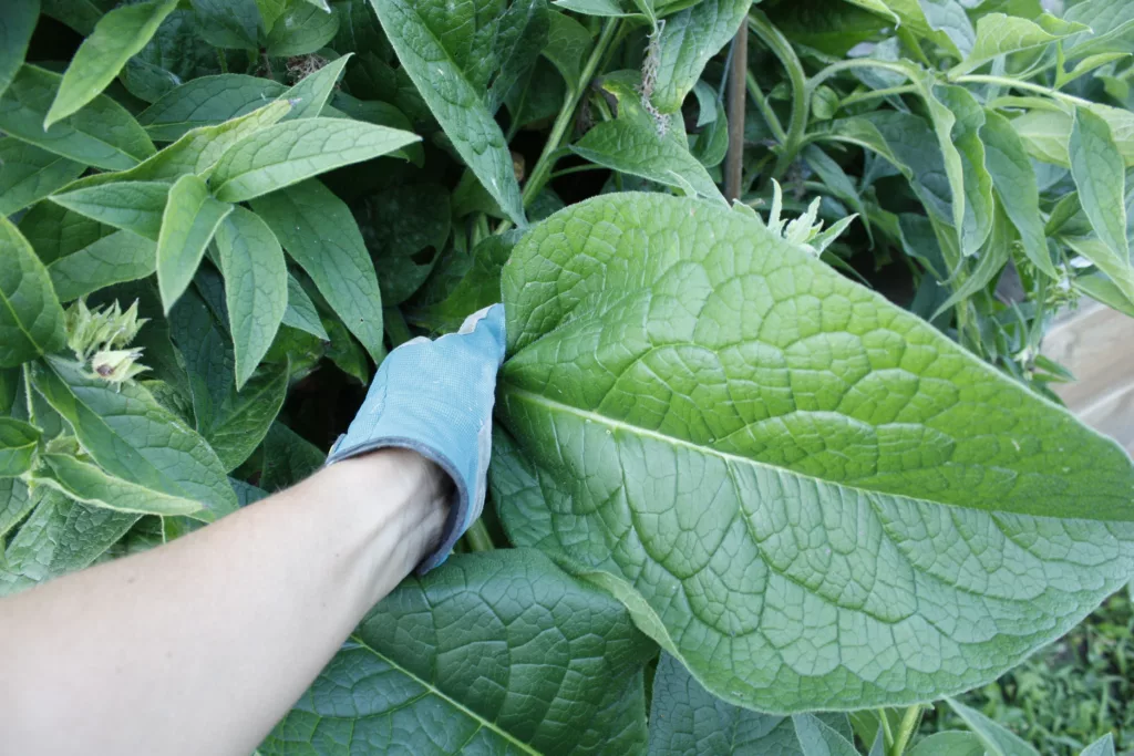 a gloved hand is pulling on a Bocking 14 comfrey leaf