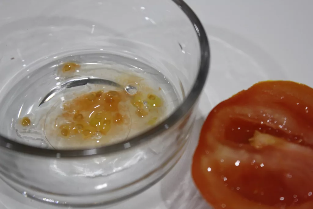 tomato seeds and gel sit in the bottom of a glass container with a cut beefsteak tomato beside it