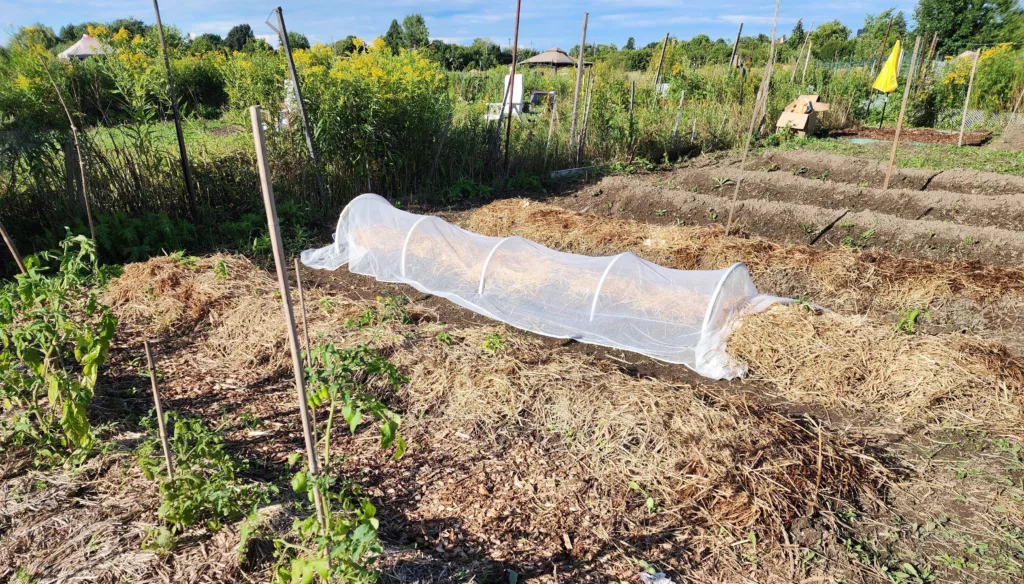 a large in ground garden with trenches and mounds, covered in mulch with a row of insect netting
