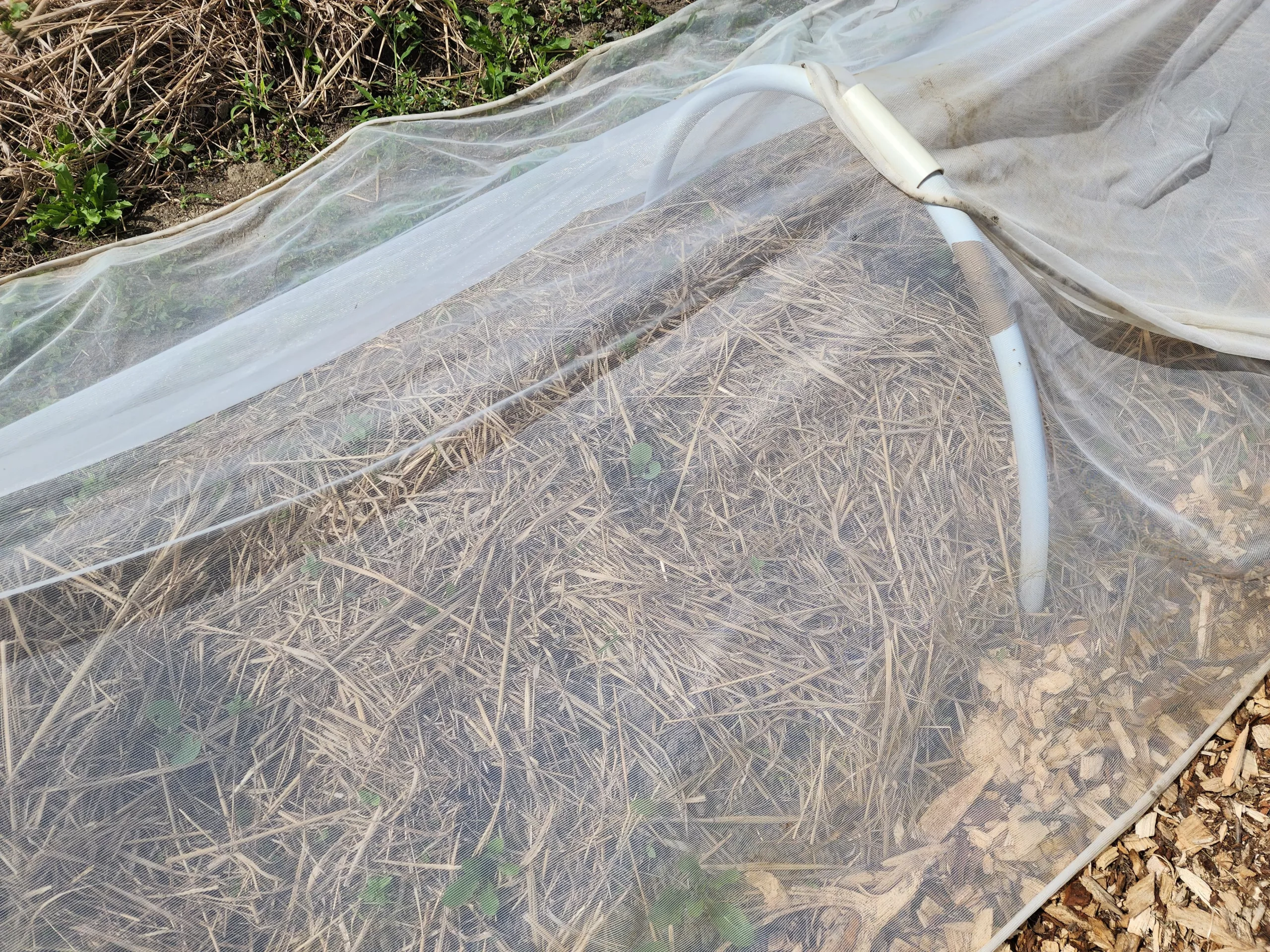 insect netting covers a small cabbage plant and straw mulch