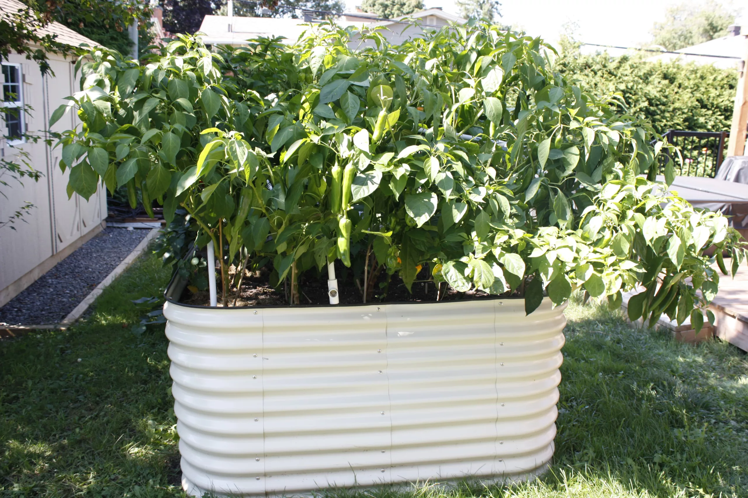 a tall white metal raised bed is filled with soil and large pepper plants