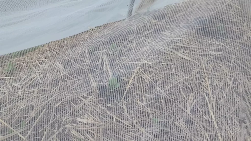 a cabbage plant is covered in insect netting and mulched with switchgrass