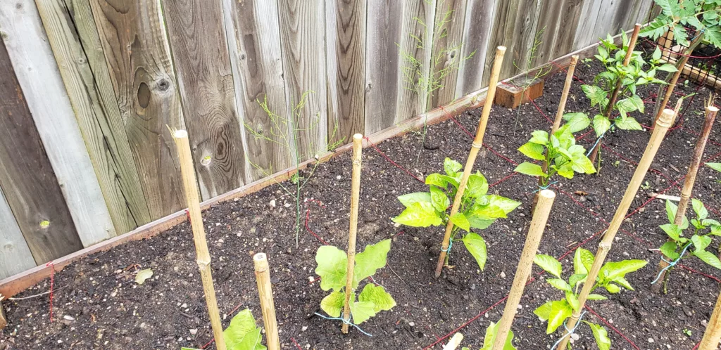 a row of peppers is planted in a garden with bamboo stakes tied beside each plant