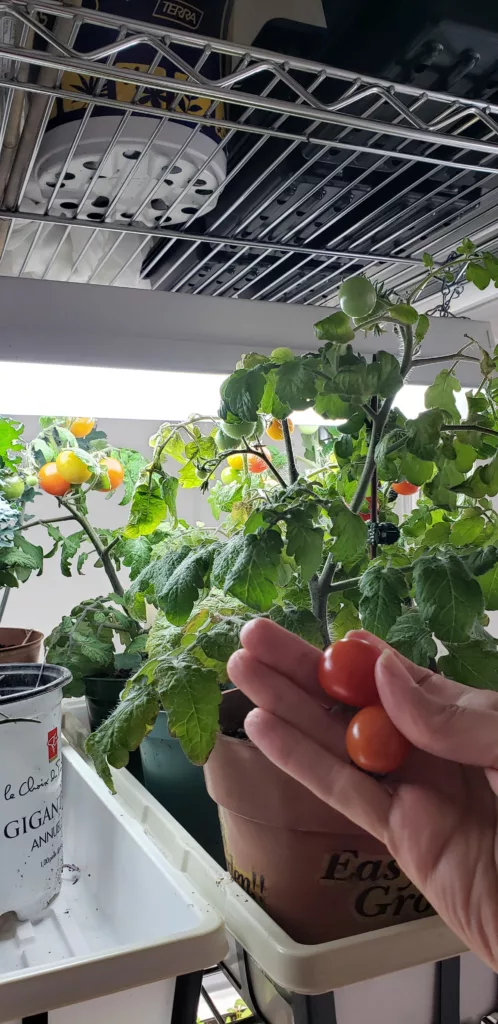 micro tomatoes under grow lights with ripe, red cherry tomatoes
