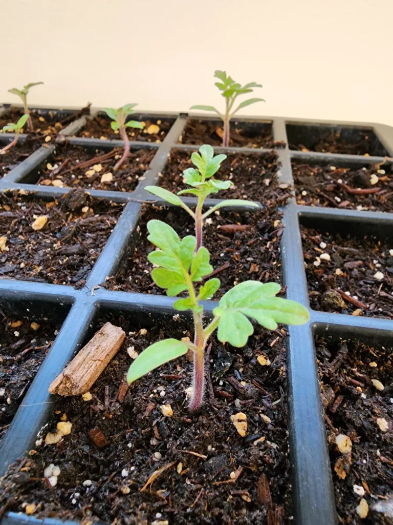 a micro tomato seedling