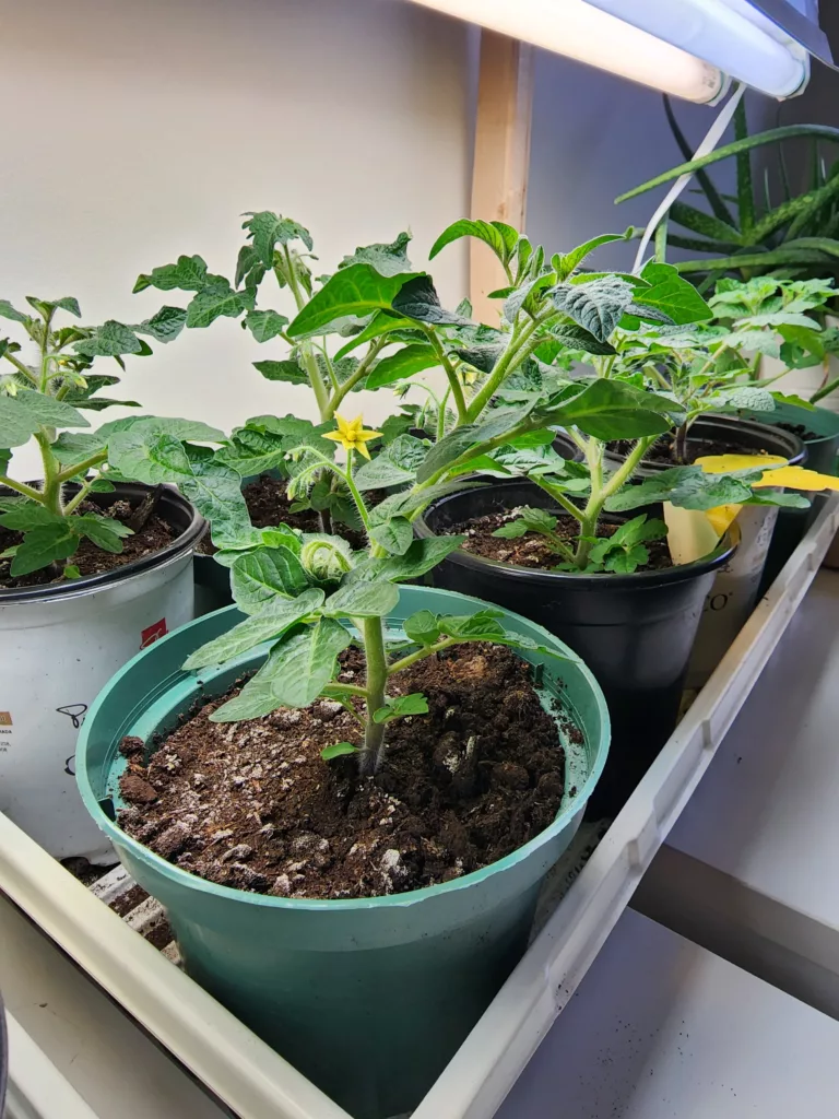 a tray of micro tomatoes in pots