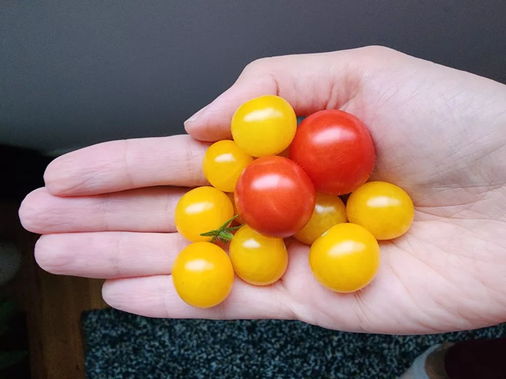 a handful of red and yellow cherry tomatoes from micro or dwarf tomato plants
