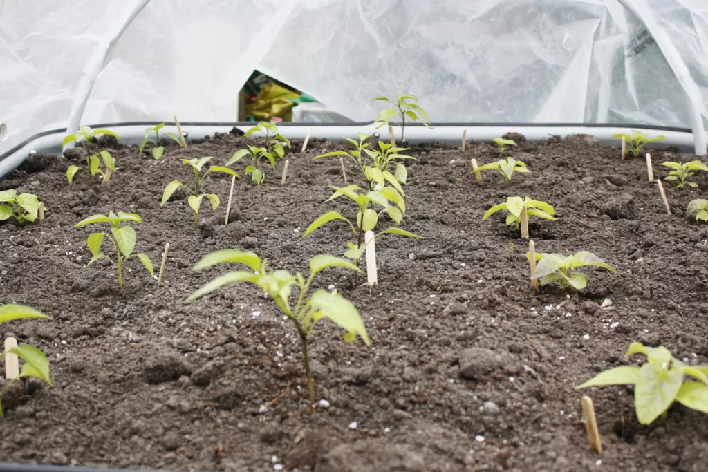 pepper seedlings are planted in a metal raised bed and covered in a poly hoop house