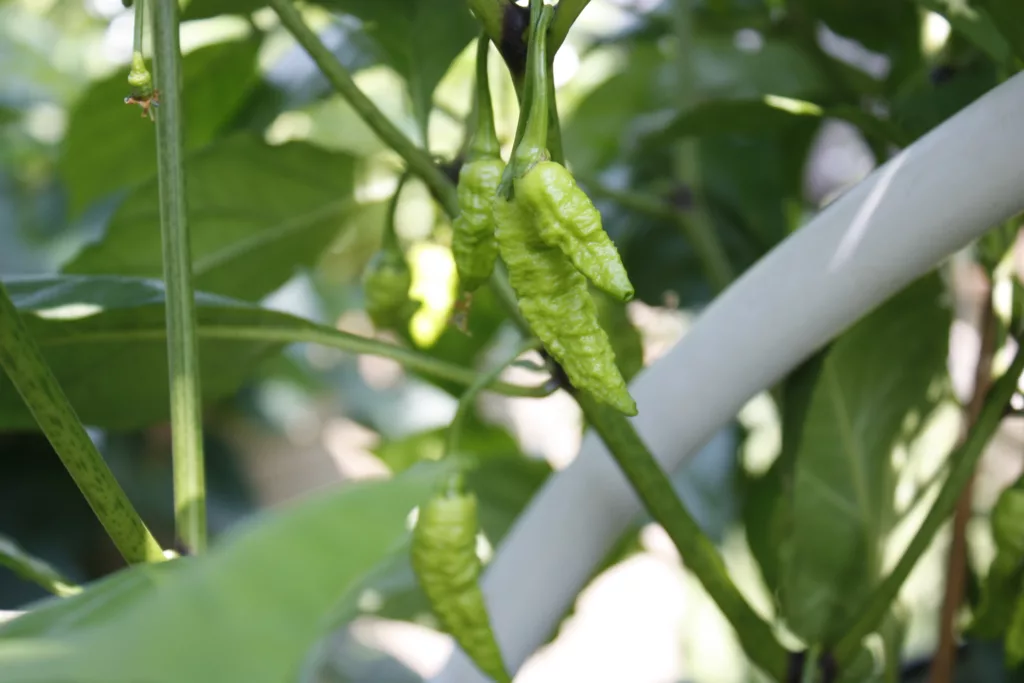 super hot peppers grow on a pepper plant