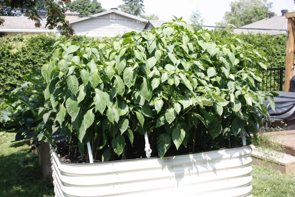 a raised metal bed is filled with mature pepper plants