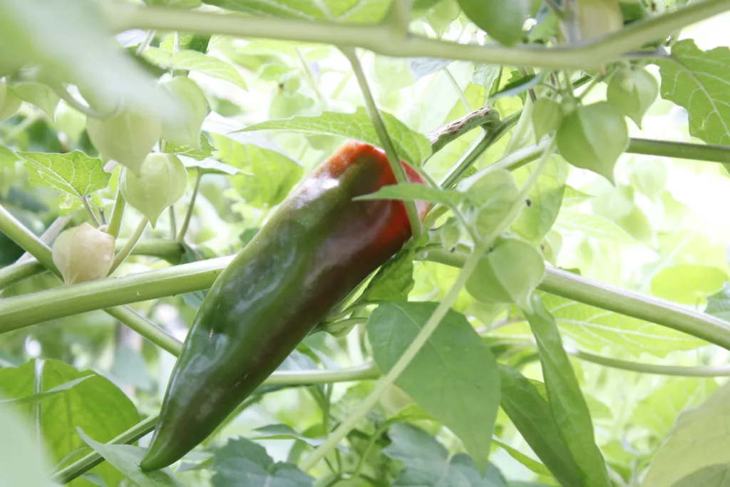 a roasting pepper is ripening from green to red