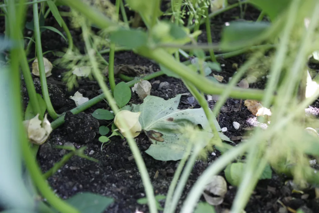 ripe ground cherry (physalis) fruit sits on the soil of the garden with some of the papery husks opened and eaten by squirrels