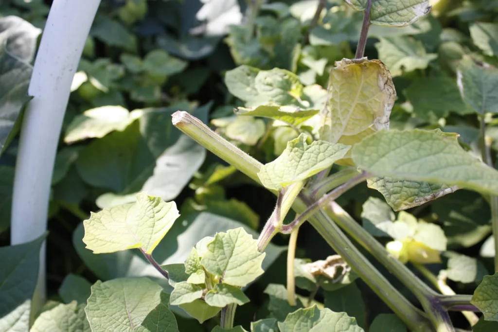 a mature ground cherry/physalis plant has a cut stem since it was pruned to keep it clean