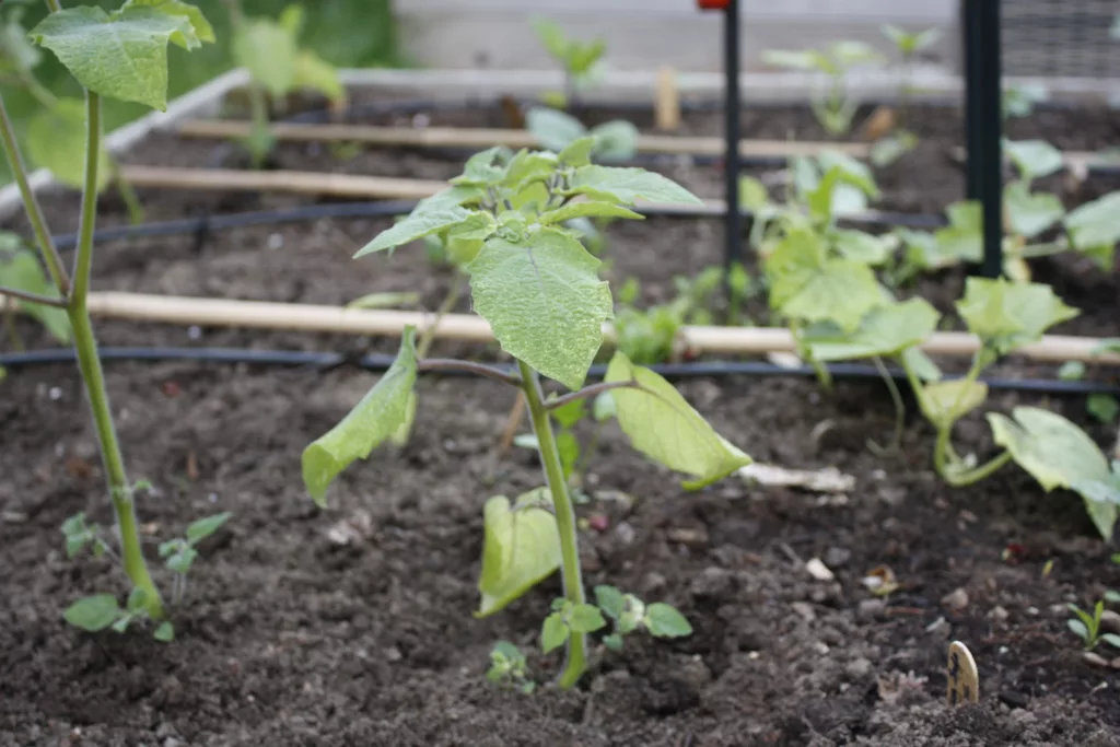a small ground cherry (physalis) plant in the garden