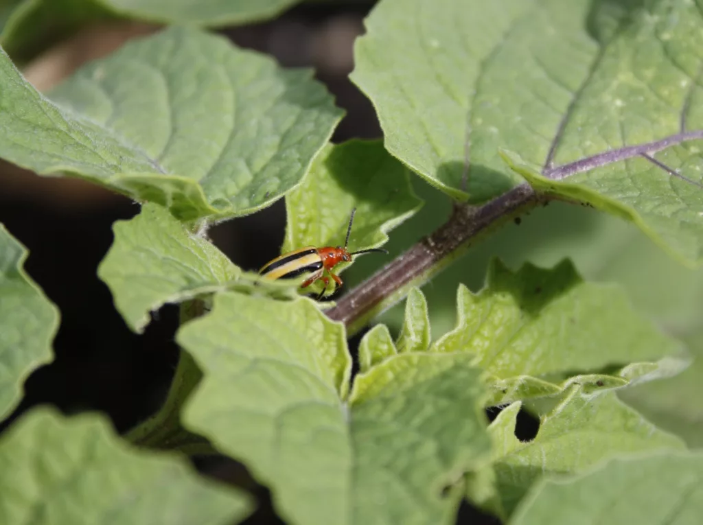 a three-lined potato beetle sitting on a ground cherry/physalis plant