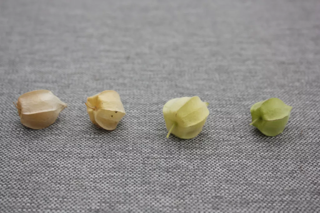 four ground cherry fruit (physalis) in different levels of ripeness. The left starts with a yellow, dry papery husk that is ripe and it slowly moves to the right where the final one is green