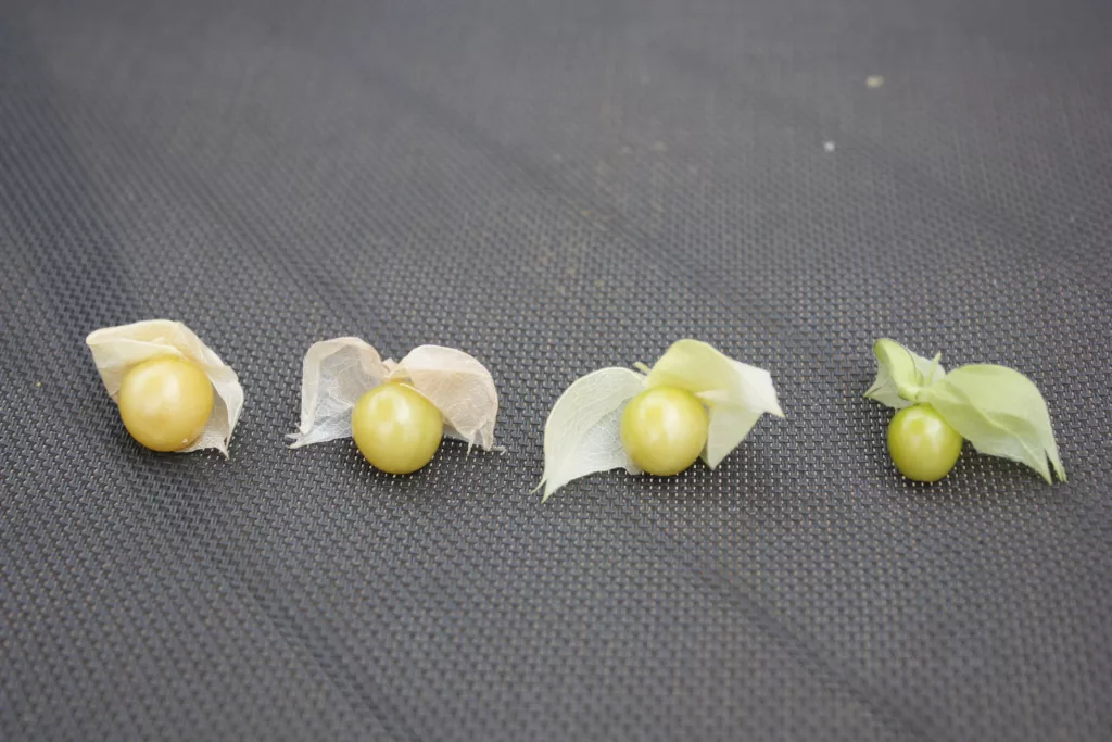 four ground cherry fruit (physalis) in different levels of ripeness. The left starts with a yellow, dry papery husk that is ripe and it slowly moves to the right where the final one is green