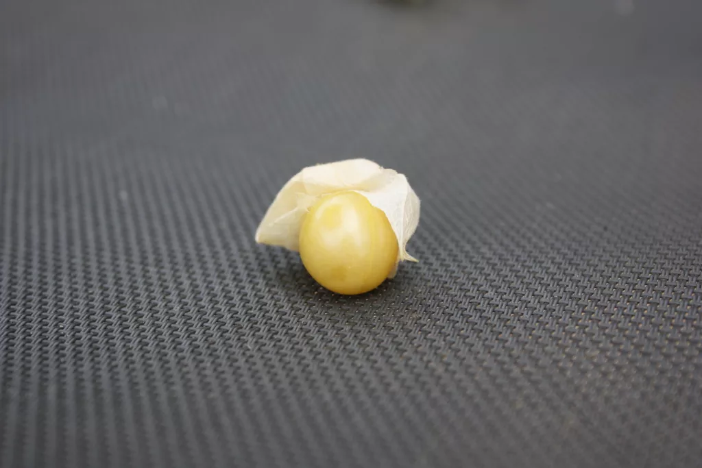 a ripe ground cherry/physalis unwrapped from its husk