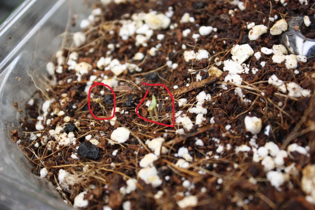 ground cherry/physalis seedlings coming out of the soil