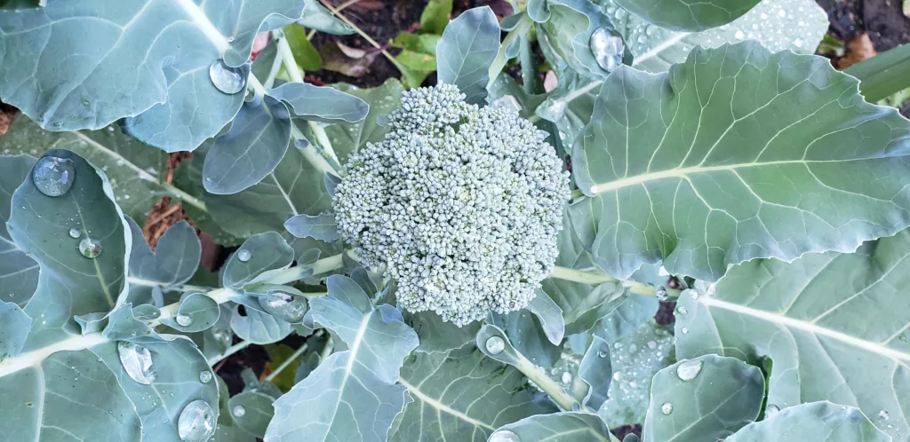 a head of broccoli grows in the middle of green leaves covered in water droplets