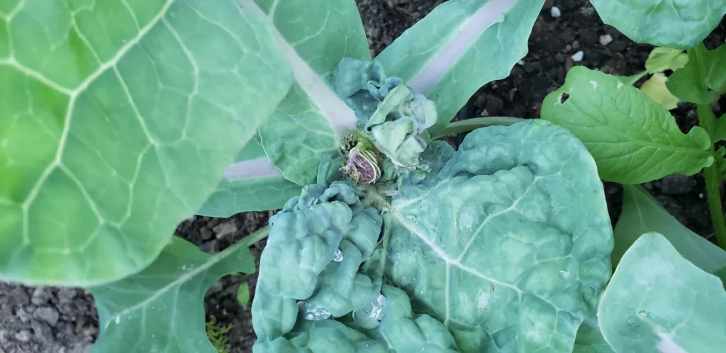 blindness in a brassica plant caused by the swede midge