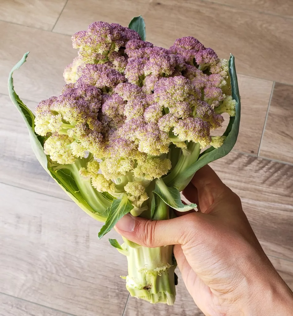 a purple cauliflower head has been harvested and being held in hand