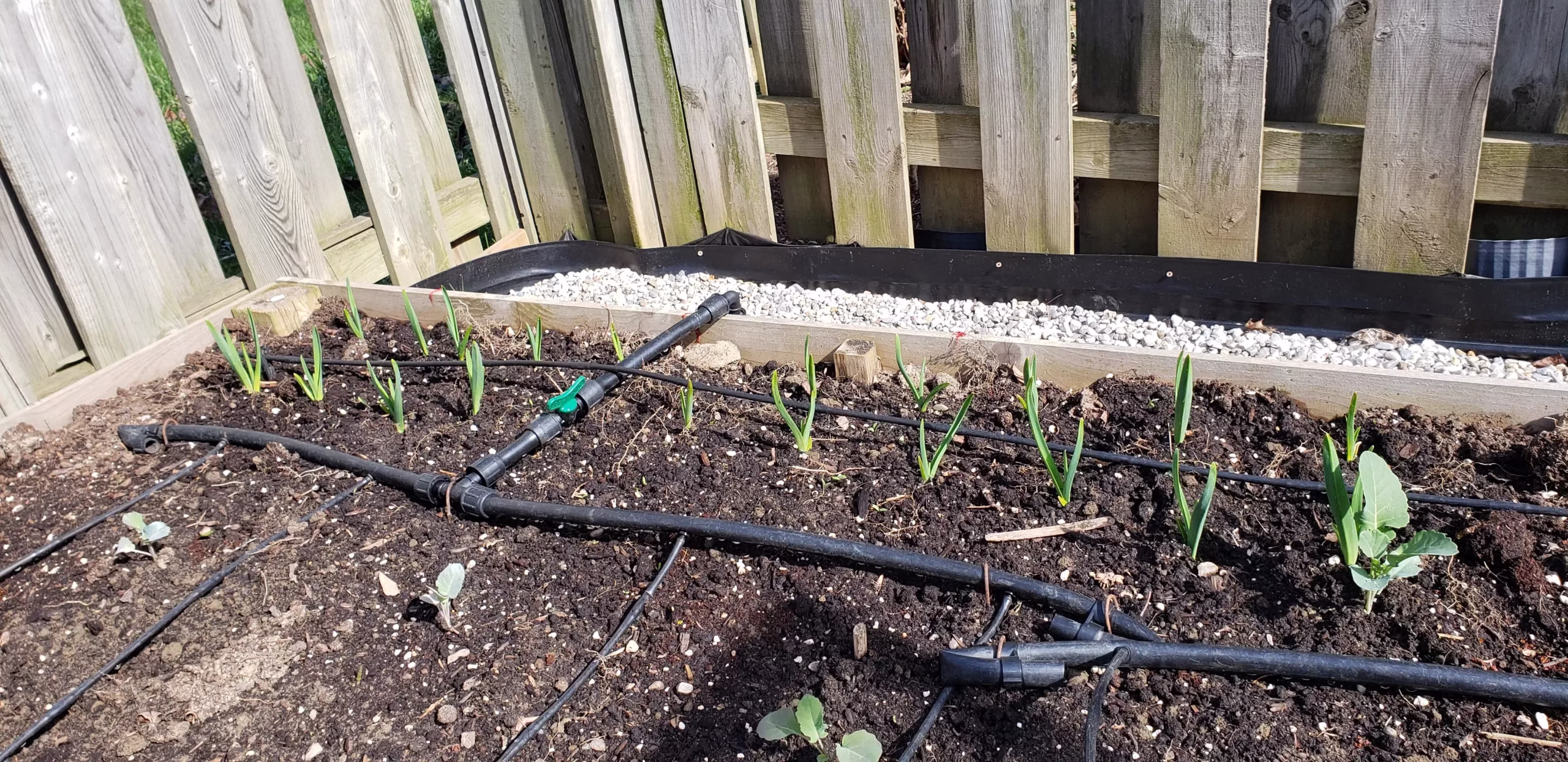 drip irrigation set up in a garden