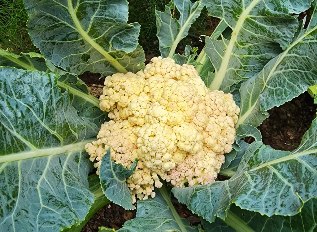 a full head of cauliflower grows in the garden