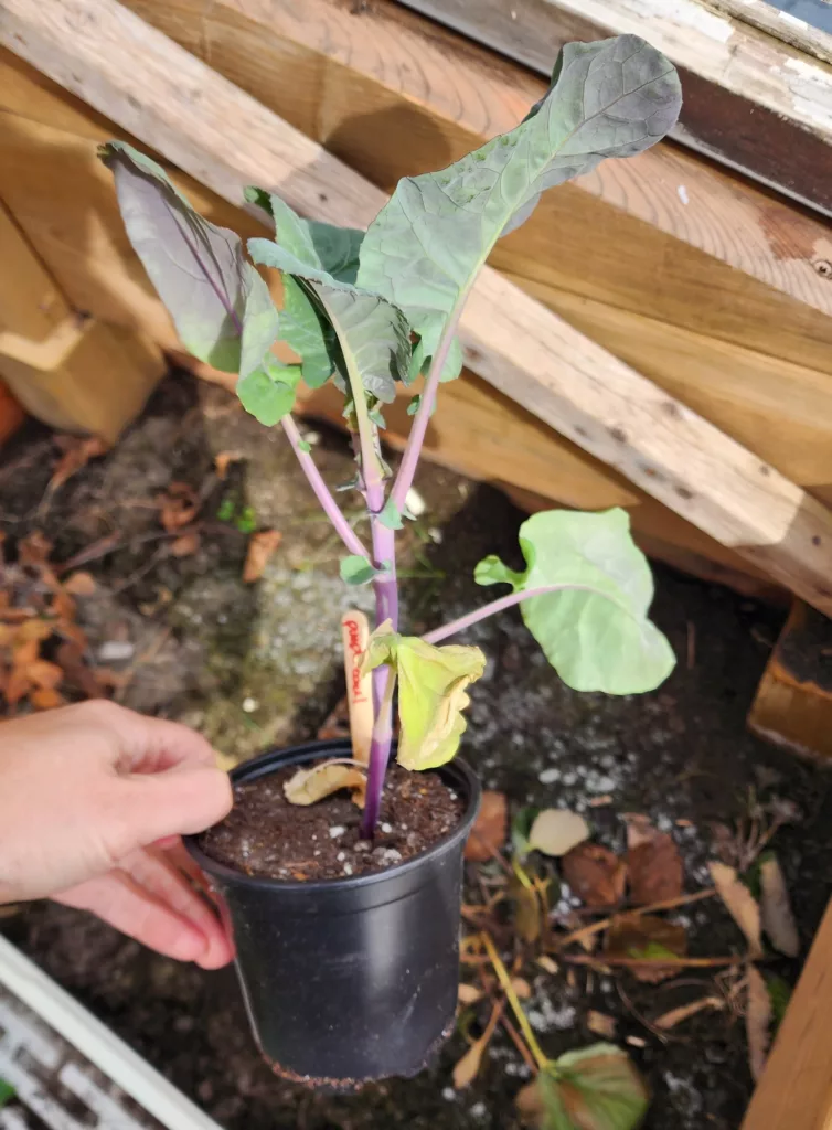 a purple cauliflower seedling in a pot is about to be planted outdoors