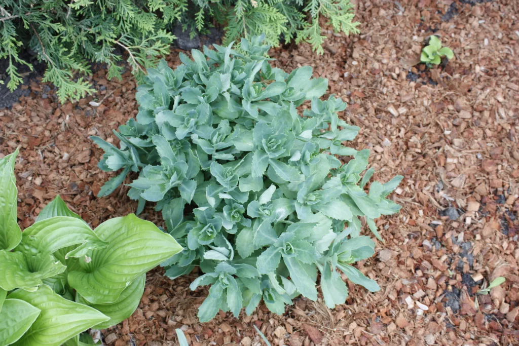 a green hosta and a darker green sedum  planted in the garden surrounded by coconut mulch