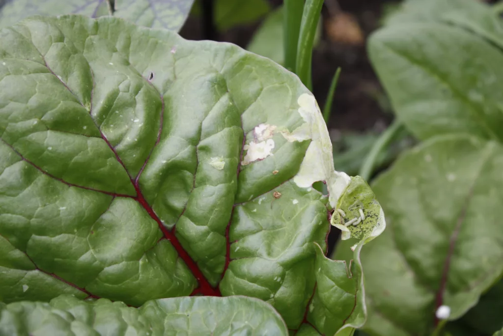 a red swiss chard leaf shows leaf miner damage with leaf miner larvae in the leaf on the right