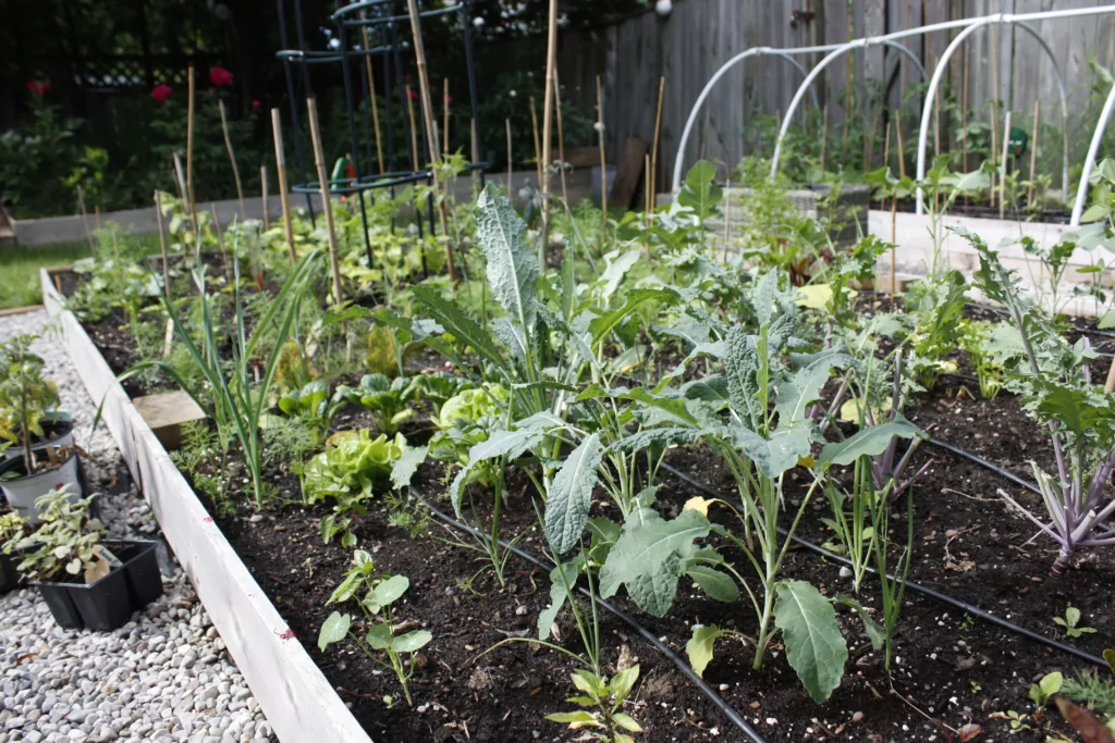 a low, raised garden bed is filled with different vegetable plants