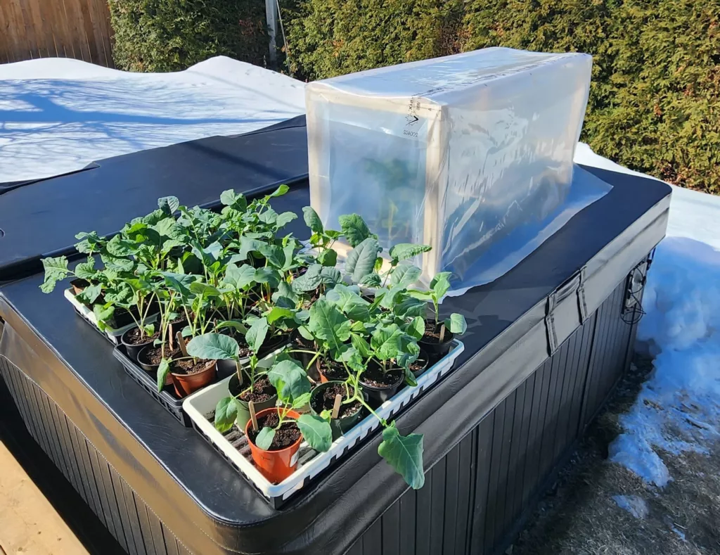broccoli seedlings are being hardened off outdoors with snow around