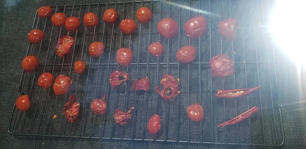 tomatoes are drying in a cold frame turned into a solar dehydrator