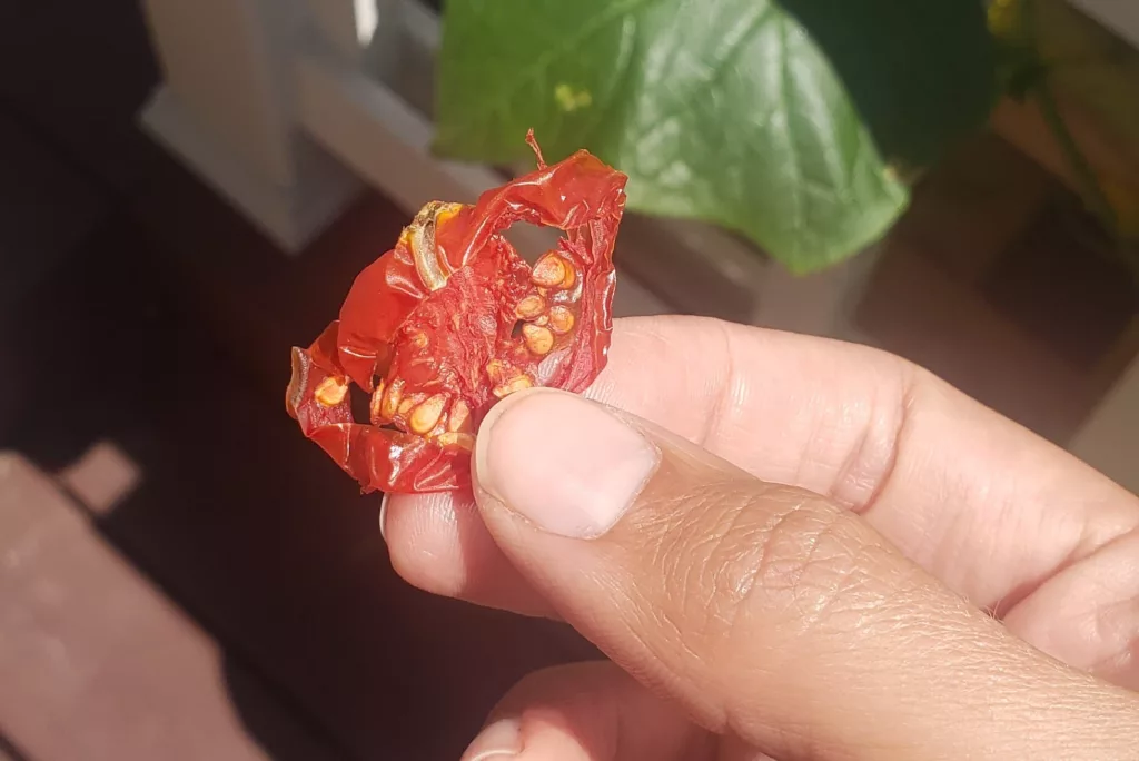 a dried tomato slice