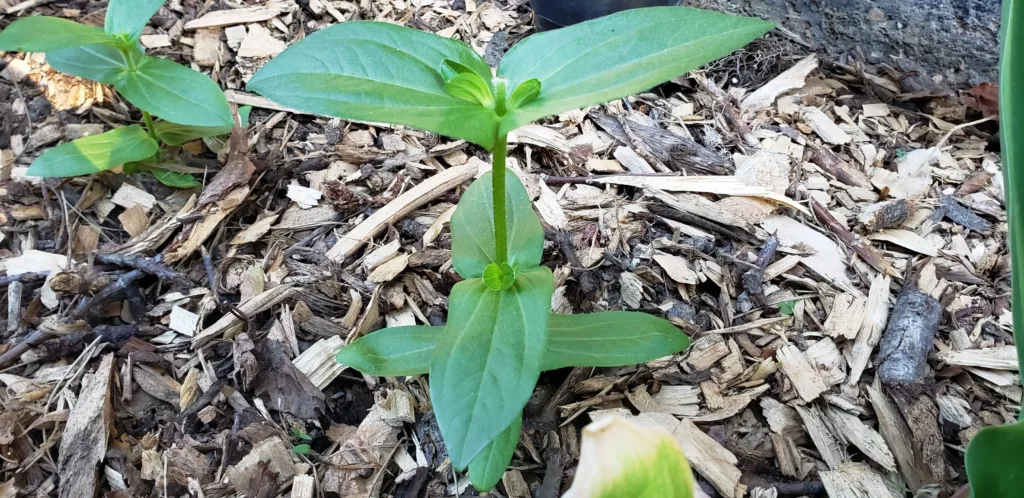 a pinched zinnia seedling with new shoots