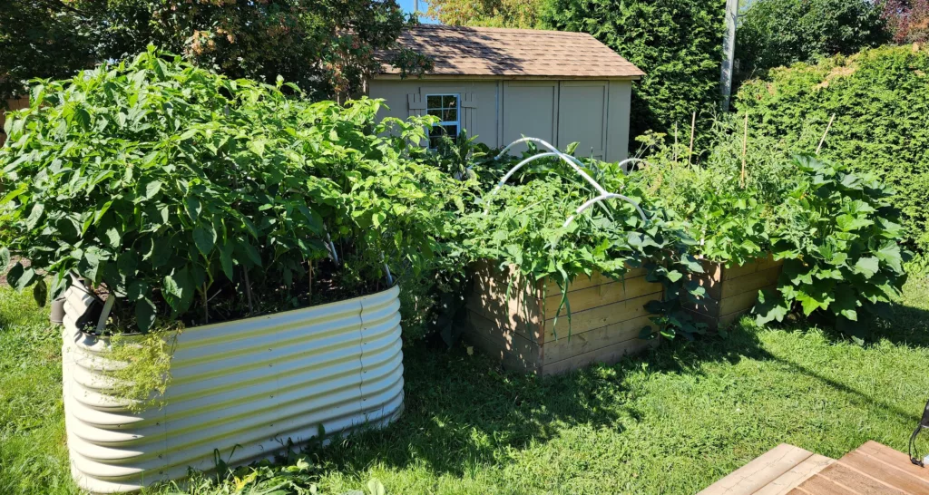 three raised beds sit side by side. on the far left is a white metal garden from Sproutbox Garden with two wooden raised beds on the right