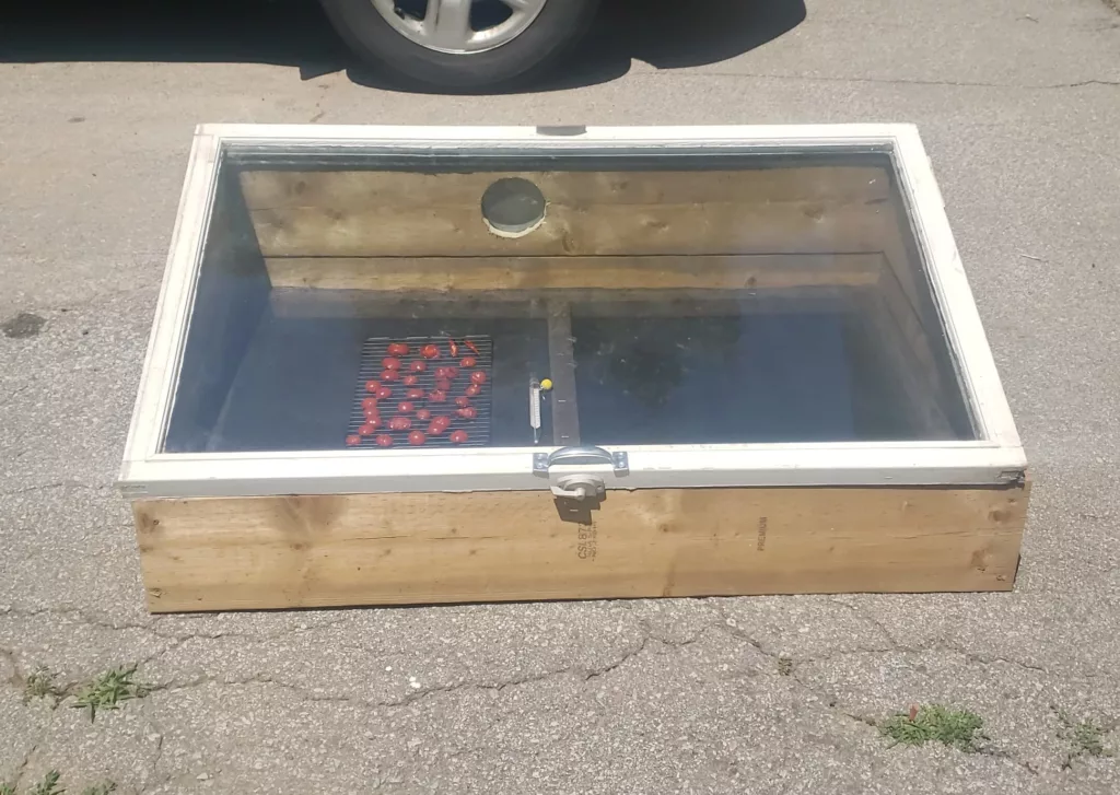 tomatoes are drying in a cold frame turned into a solar dehydrator