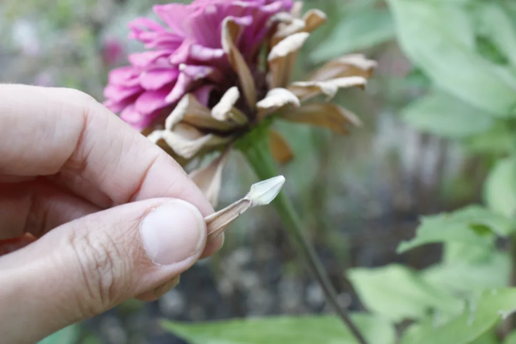 a zinnia seed with a purple zinnia in the background