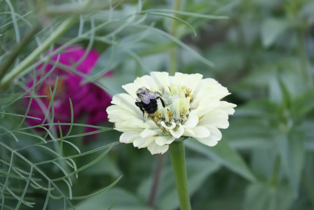 a green zinnia with a bee on it
