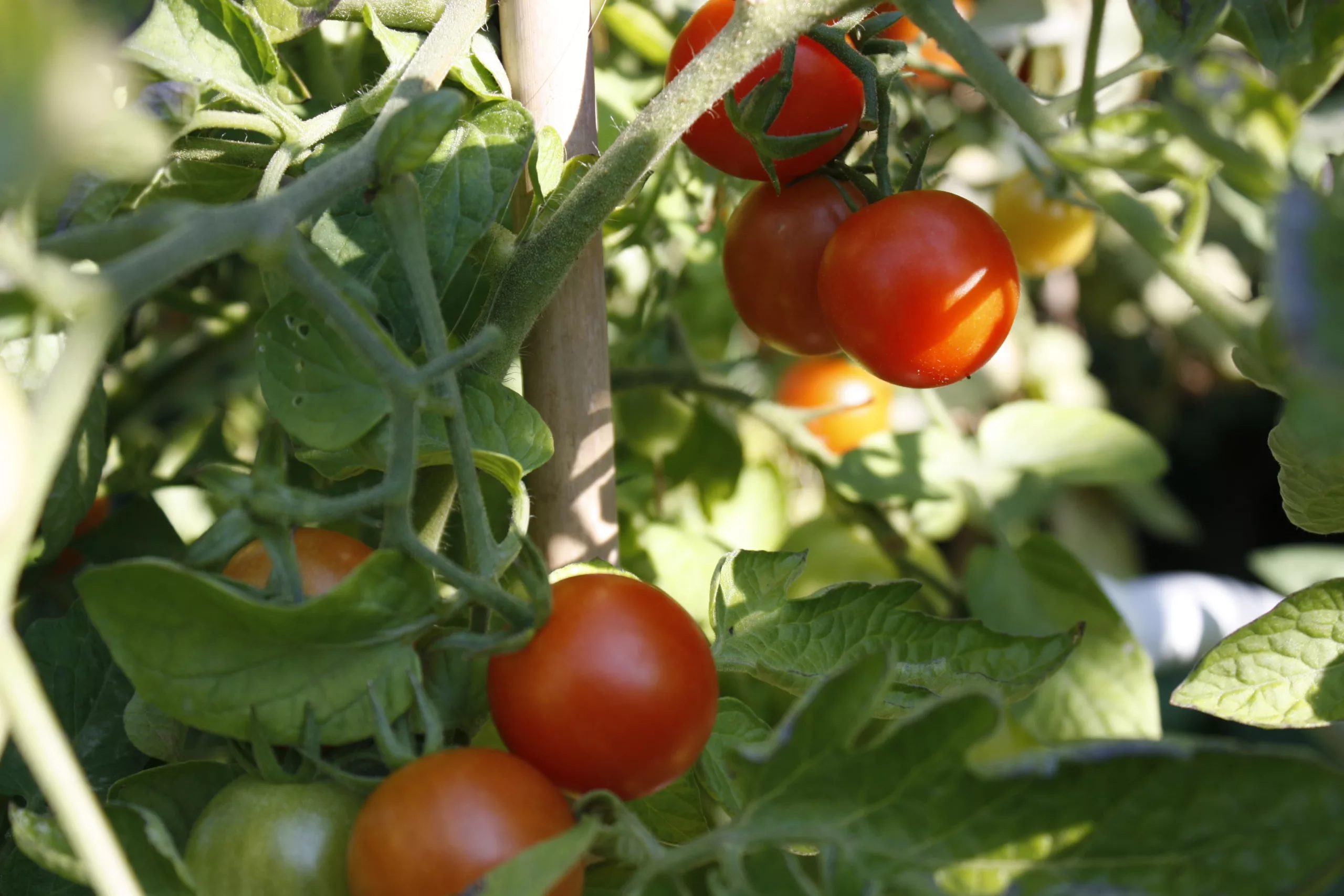principe borghese tomato growing, red ripe cherry tomatoes