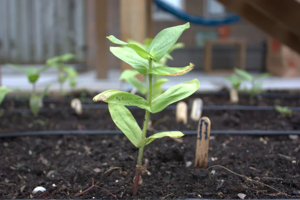 a zinnia seedling