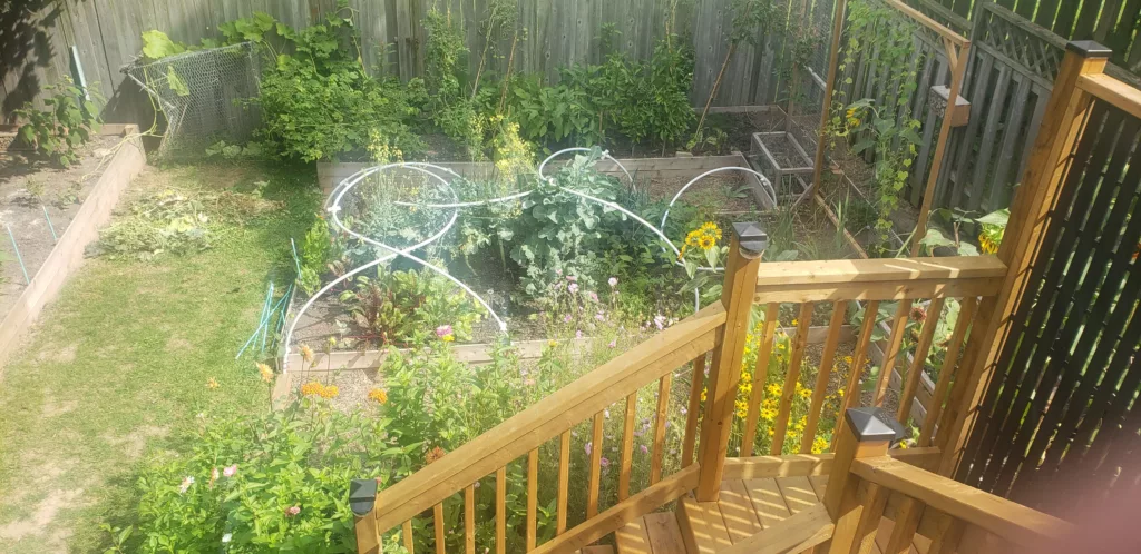 an above view photo of a raised bed garden has twisted white plastic pipes that were meant to be hoop houses but have collapsed and twisted