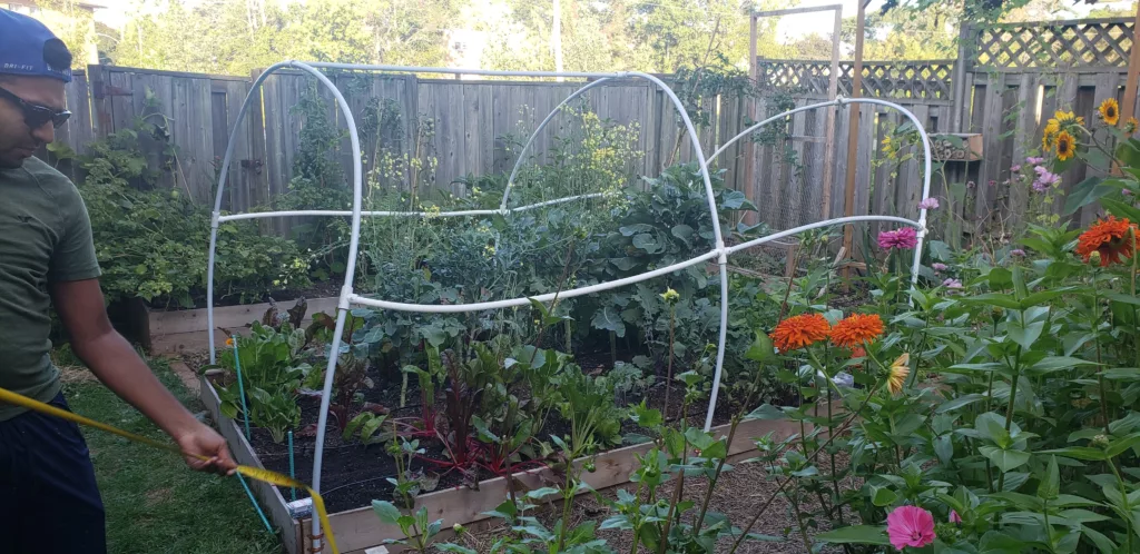 a low wood raised bed is filled with plants at the end of the summer. Plastic hoops cover the garden but  look weird and crooked, as the piping rolls back into its original shape