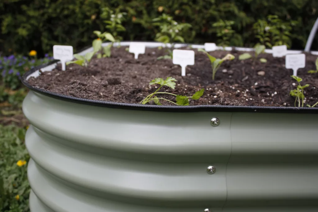 a green metal raised bed is filled with soil and small plant seedlings