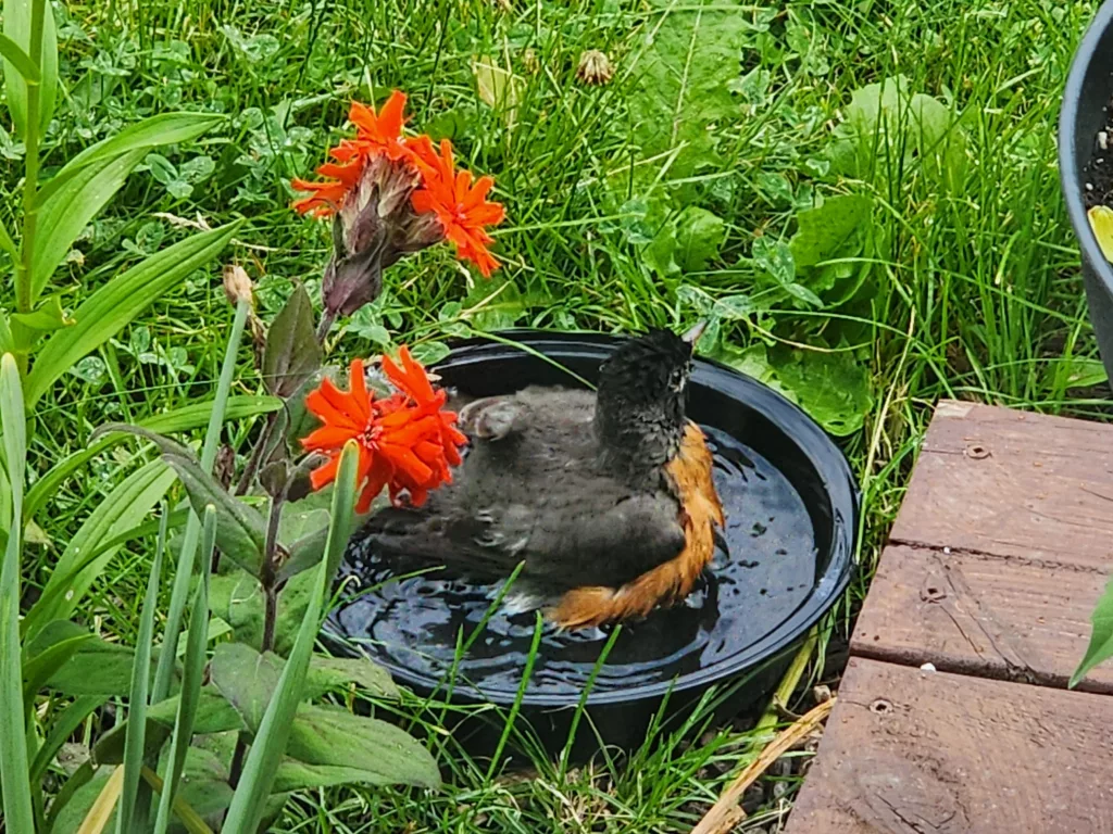 a robin is using a black bird bath beside a red flower