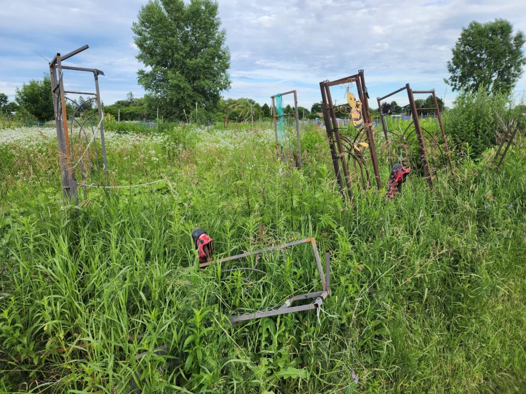 an abandoned garden allotment is filled with weeds and metal garbage