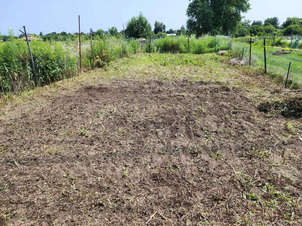 an allotment plot that is partially tilled but filled with weeds in the background