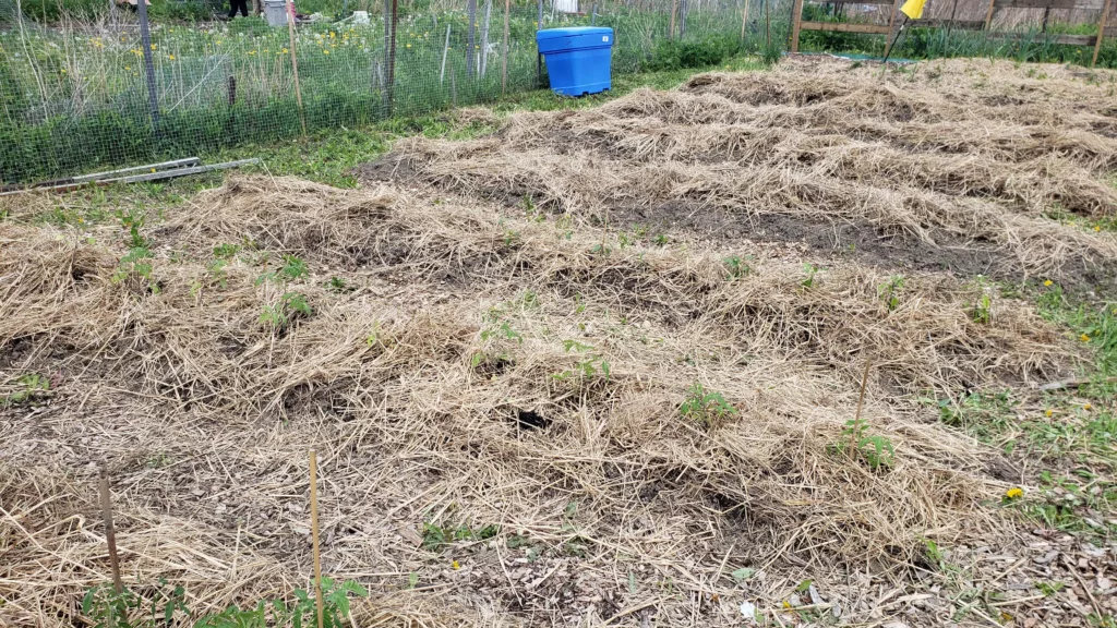 an allotment with mounds and trenches where plants are on the mounds in the soil with switchgrass mulch on top