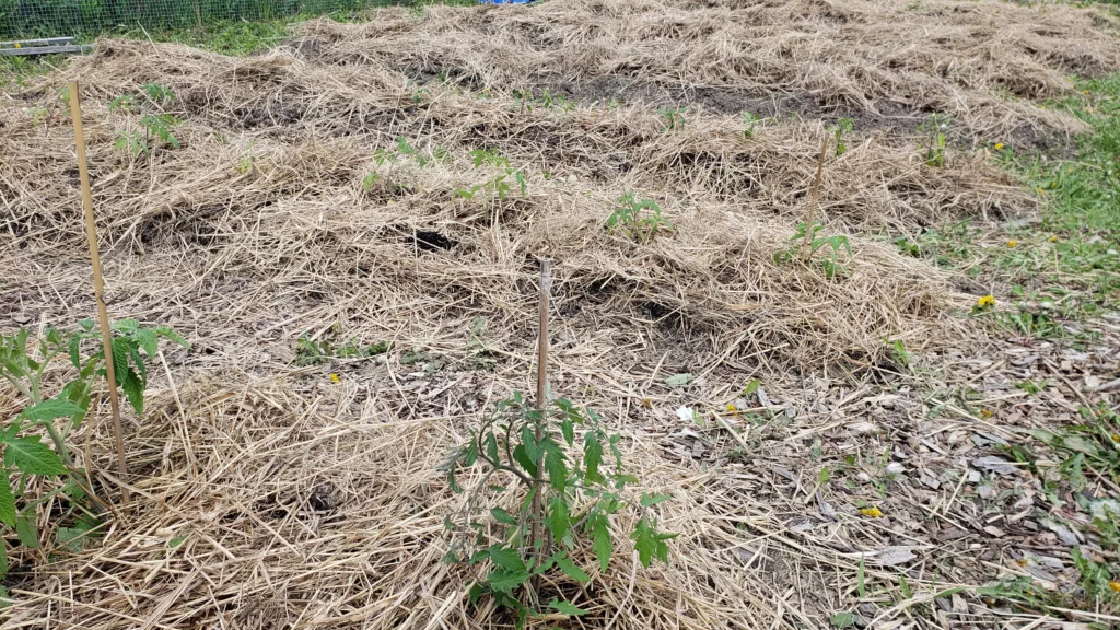 tomato plants are planted in rows of mulched gardens with wood chip pathways